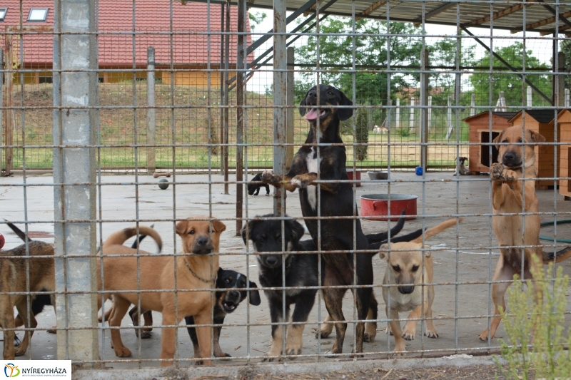 Telt ház az állatotthonban