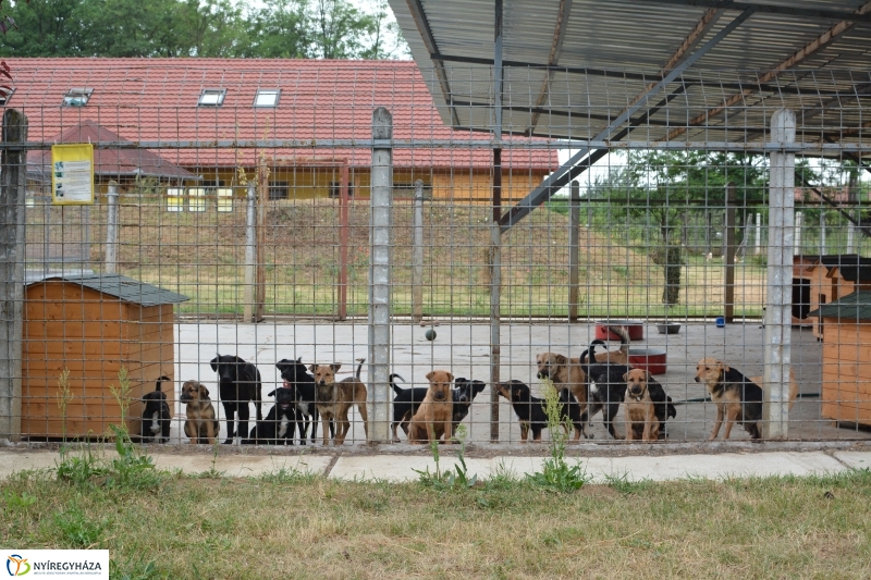 Telt ház az állatotthonban