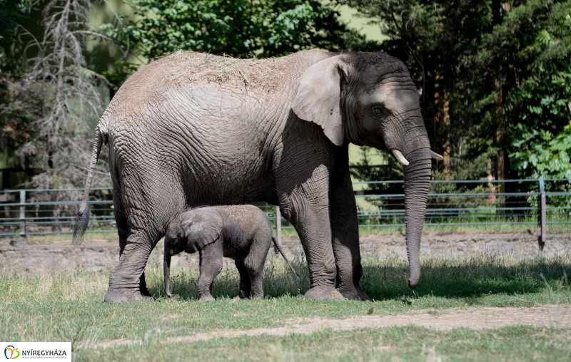 Már látogatható az afrikai elefántbébi