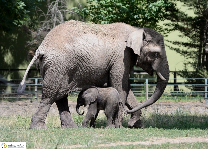 Már látogatható az afrikai elefántbébi