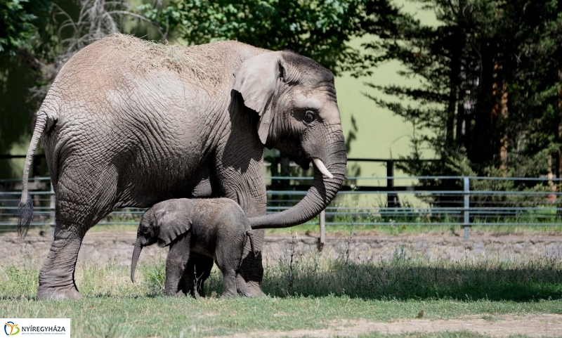 Már látogatható az afrikai elefántbébi