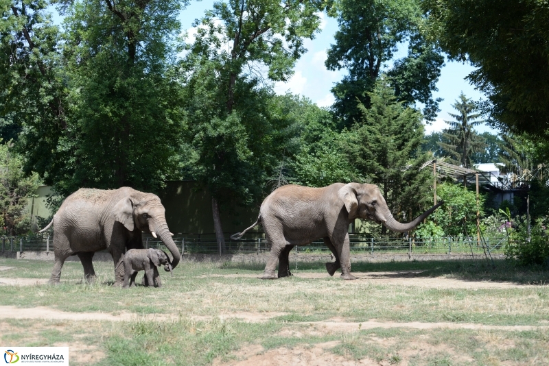 Már látogatható az afrikai elefántbébi
