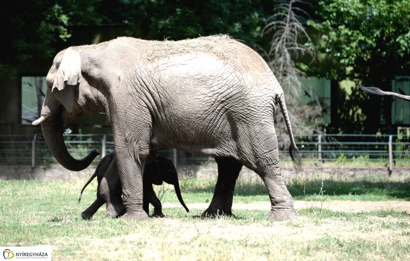 Már látogatható az afrikai elefántbébi
