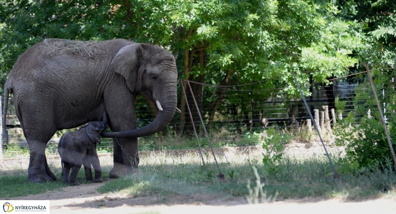 Már látogatható az afrikai elefántbébi