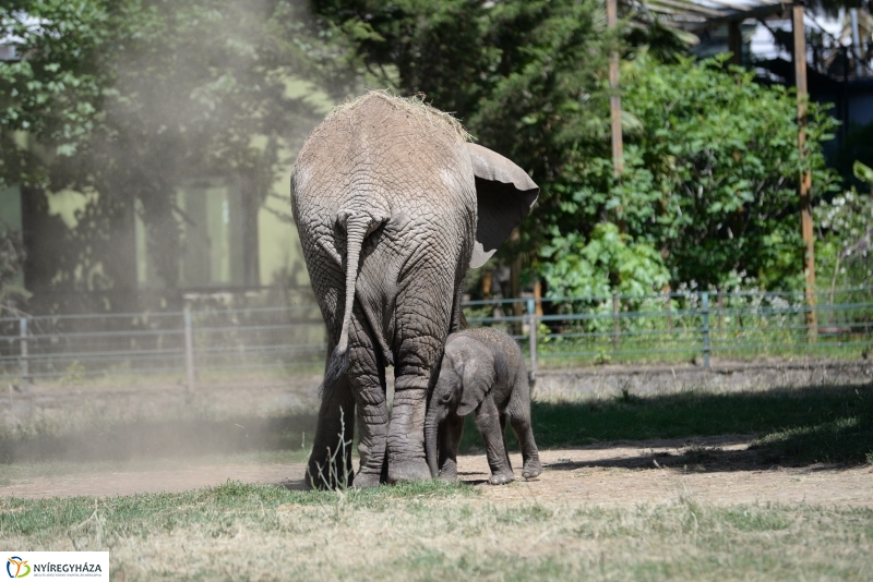 Már látogatható az afrikai elefántbébi