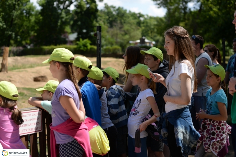 Már látogatható az afrikai elefántbébi