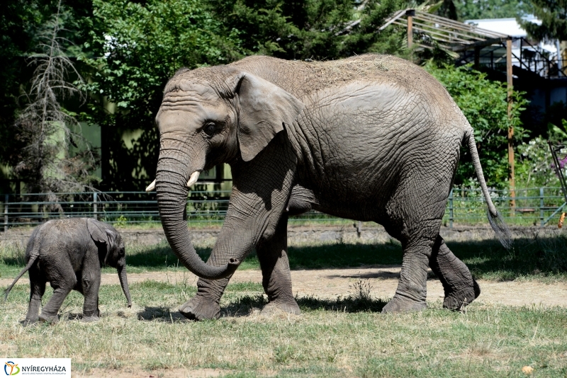 Már látogatható az afrikai elefántbébi