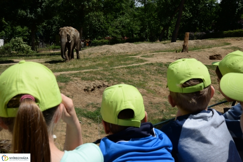 Már látogatható az afrikai elefántbébi