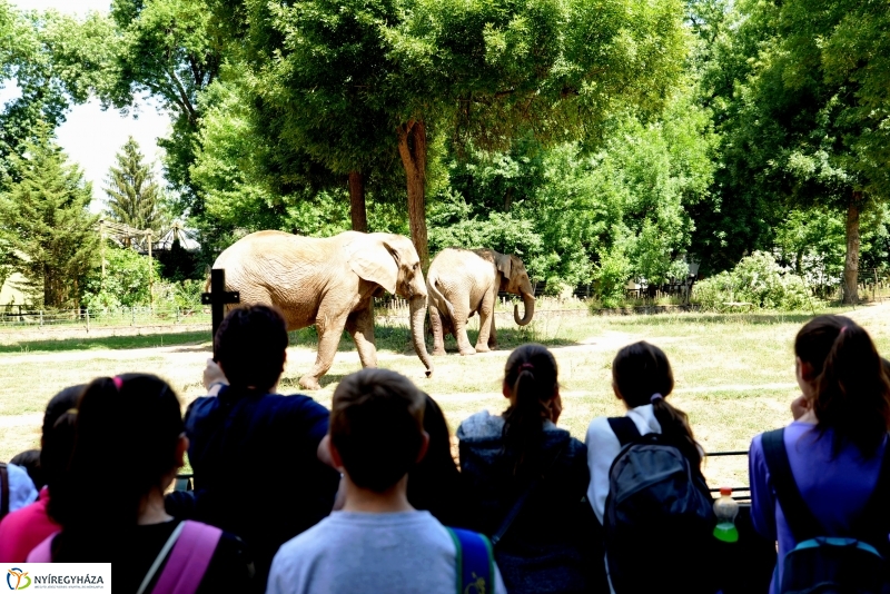 Már látogatható az afrikai elefántbébi