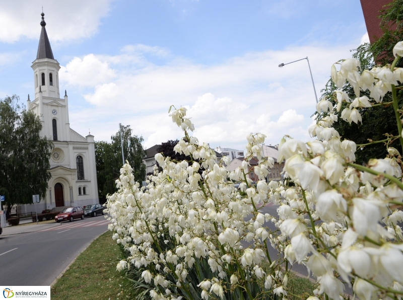 Nyíregyháza virágos belvárosa