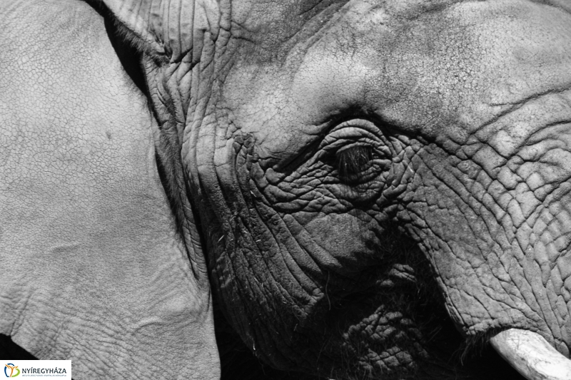 Kito-nak keresztelték az elefántbabát