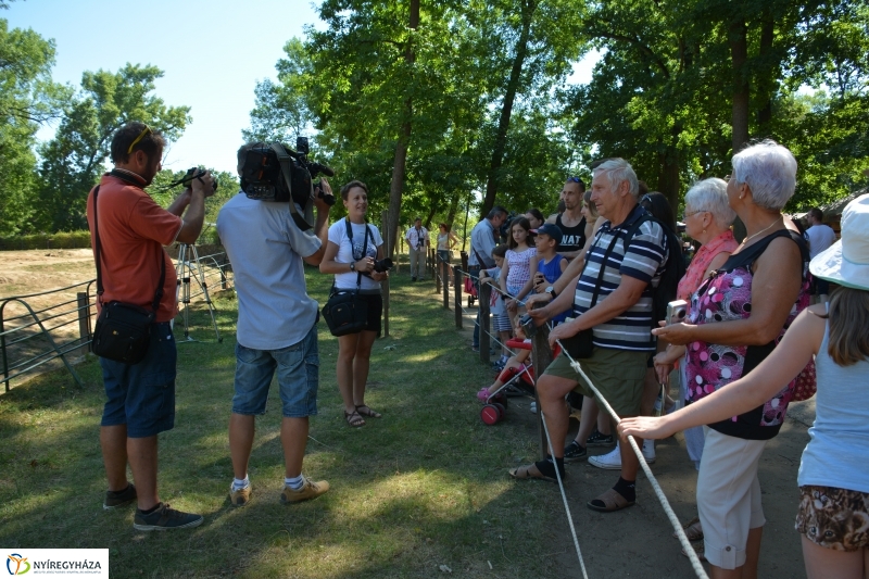 Kito-nak keresztelték az elefántbabát