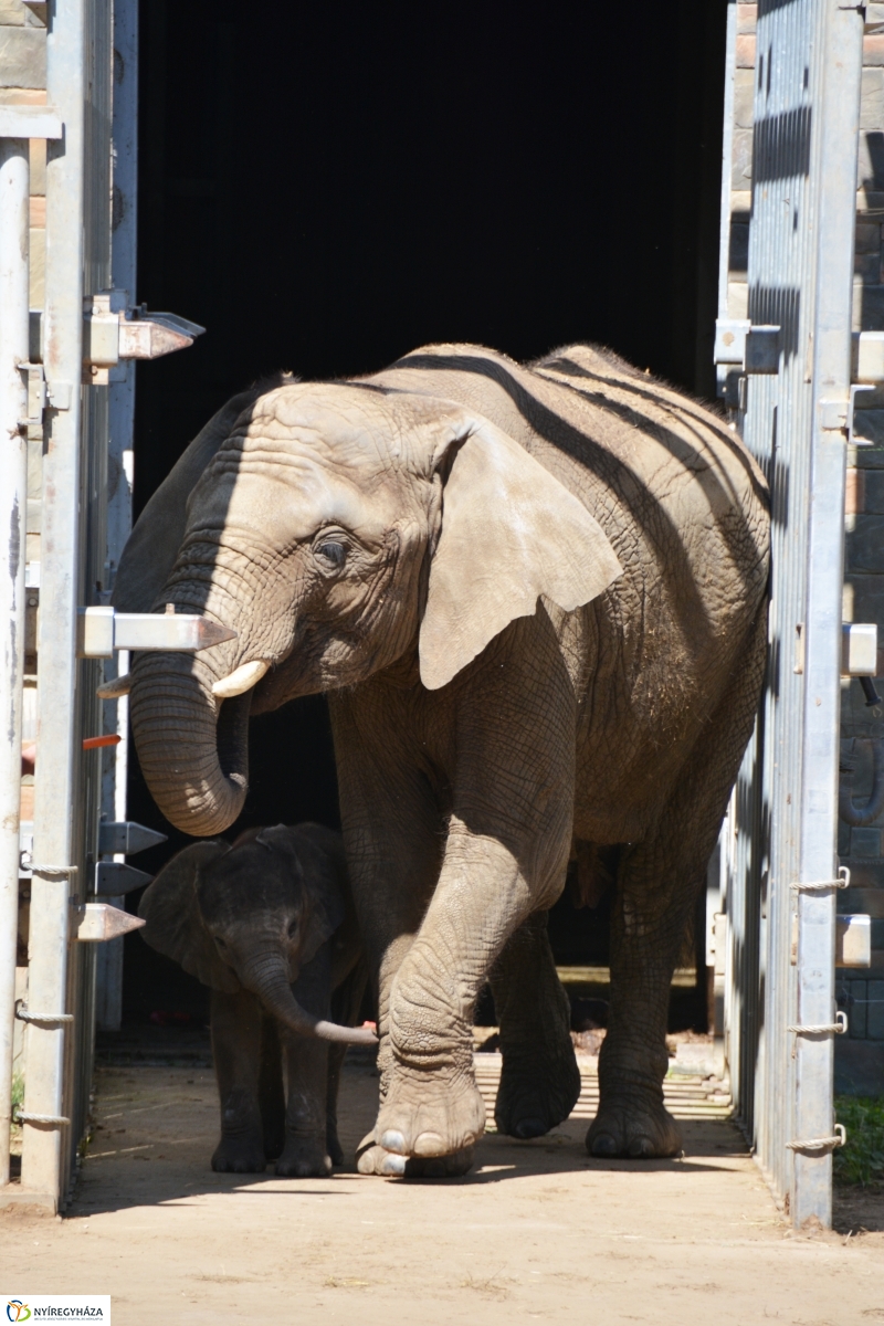 Kito-nak keresztelték az elefántbabát