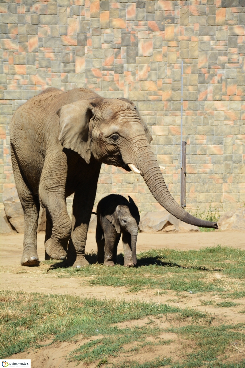 Kito-nak keresztelték az elefántbabát