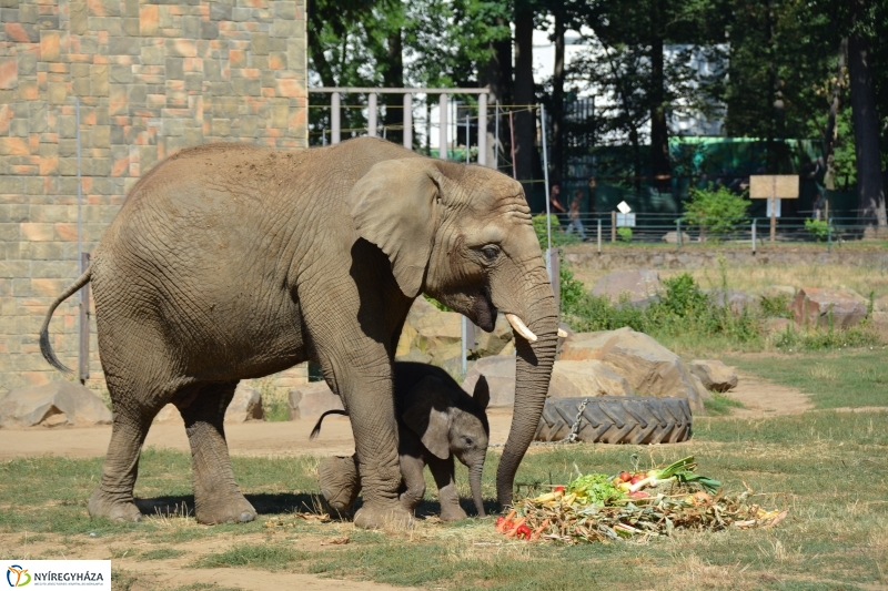 Kito-nak keresztelték az elefántbabát