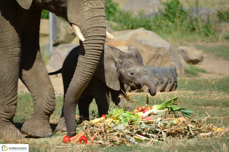 Kito-nak keresztelték az elefántbabát