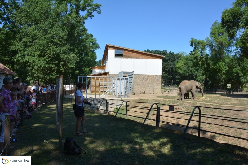 Kito-nak keresztelték az elefántbabát