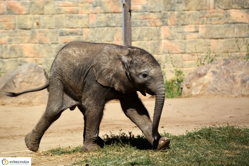 Kito-nak keresztelték az elefántbabát