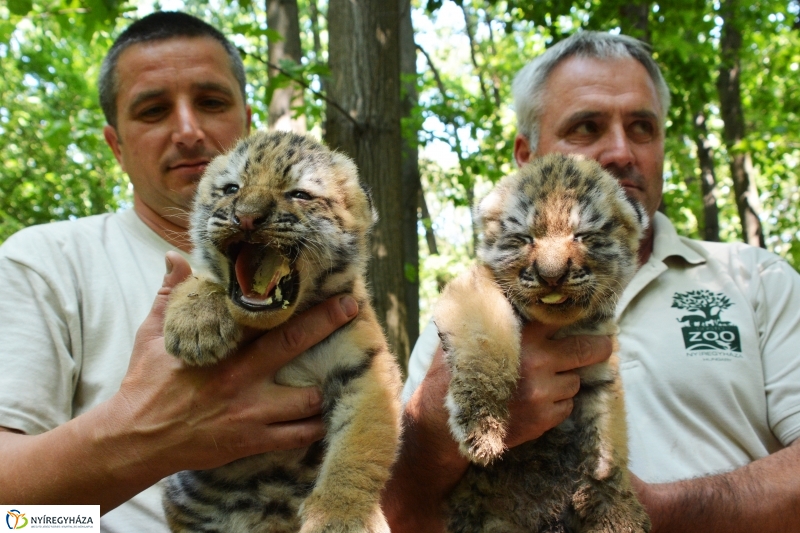 Megérkeztek az Állatpark Celeb Ragadozói 