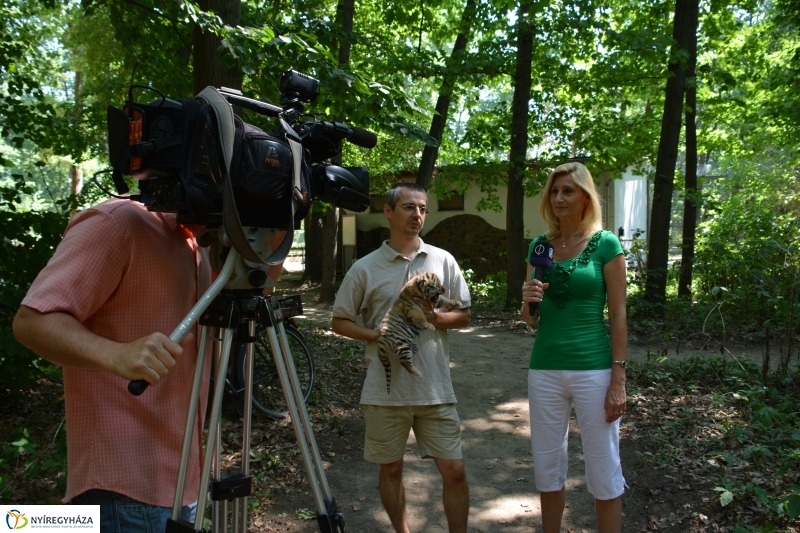 Megérkeztek az Állatpark Celeb Ragadozói 