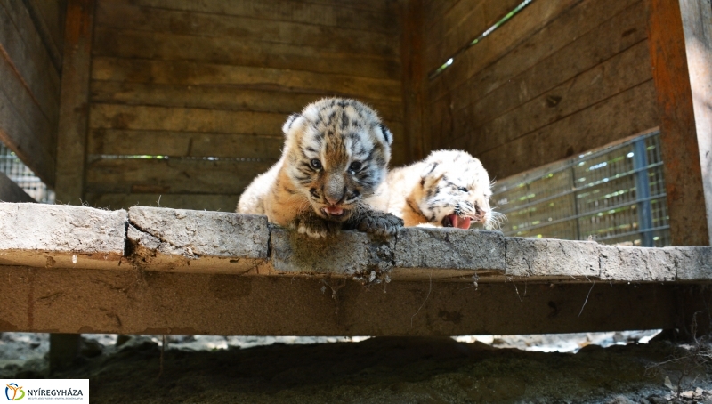Megérkeztek az Állatpark Celeb Ragadozói 