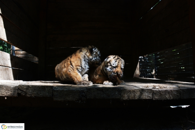 Megérkeztek az Állatpark Celeb Ragadozói 