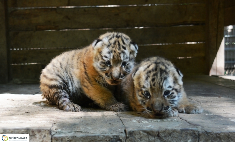 Megérkeztek az Állatpark Celeb Ragadozói 
