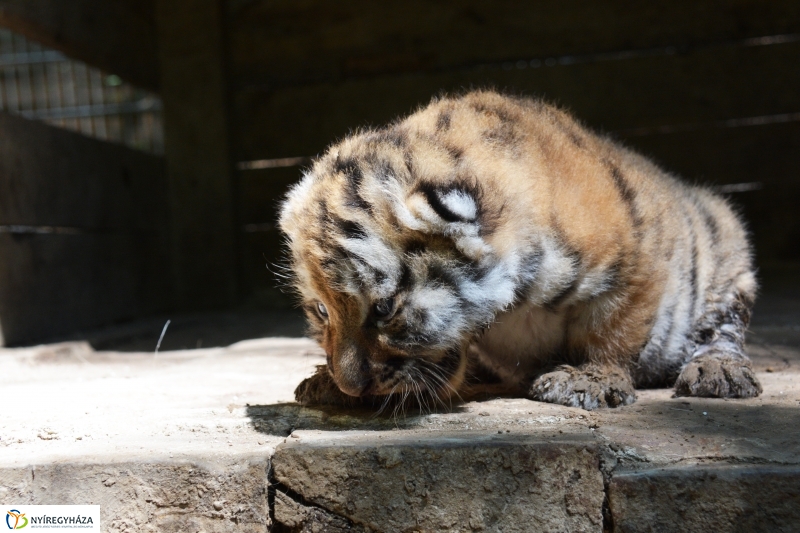 Megérkeztek az Állatpark Celeb Ragadozói 