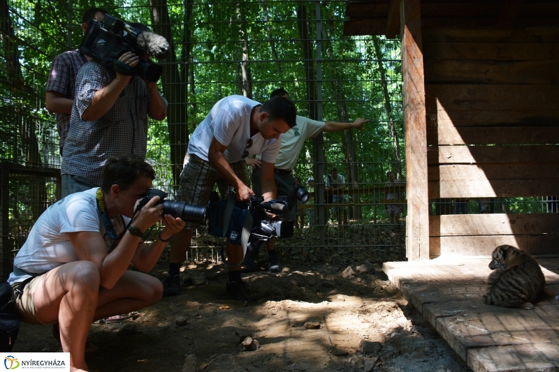 Megérkeztek az Állatpark Celeb Ragadozói 