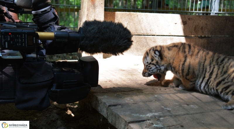 Megérkeztek az Állatpark Celeb Ragadozói 