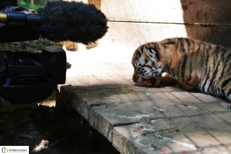 Megérkeztek az Állatpark Celeb Ragadozói 