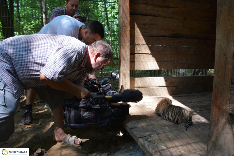 Megérkeztek az Állatpark Celeb Ragadozói 
