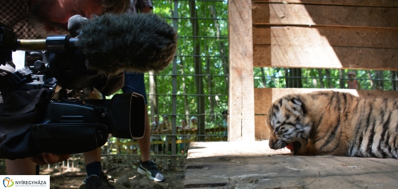 Megérkeztek az Állatpark Celeb Ragadozói 