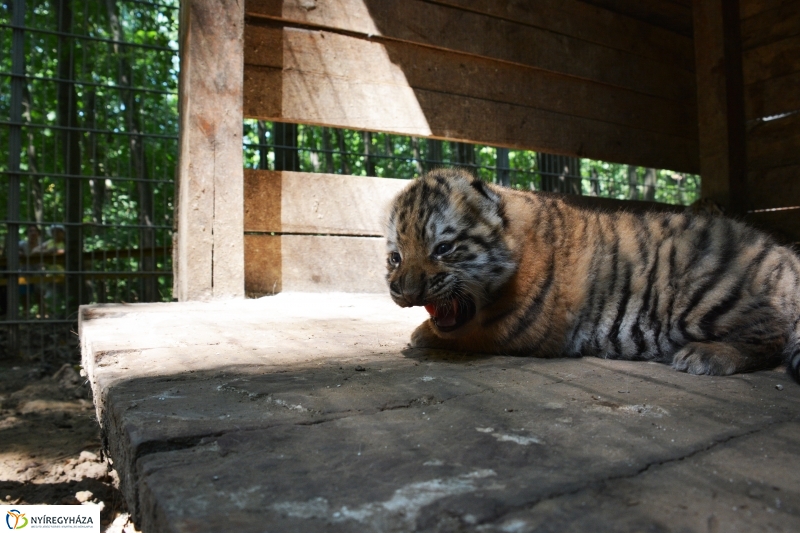 Megérkeztek az Állatpark Celeb Ragadozói 
