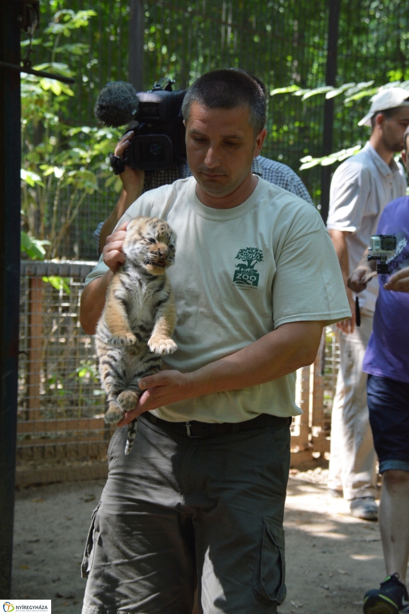 Megérkeztek az Állatpark Celeb Ragadozói 