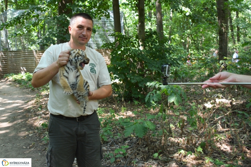Megérkeztek az Állatpark Celeb Ragadozói 