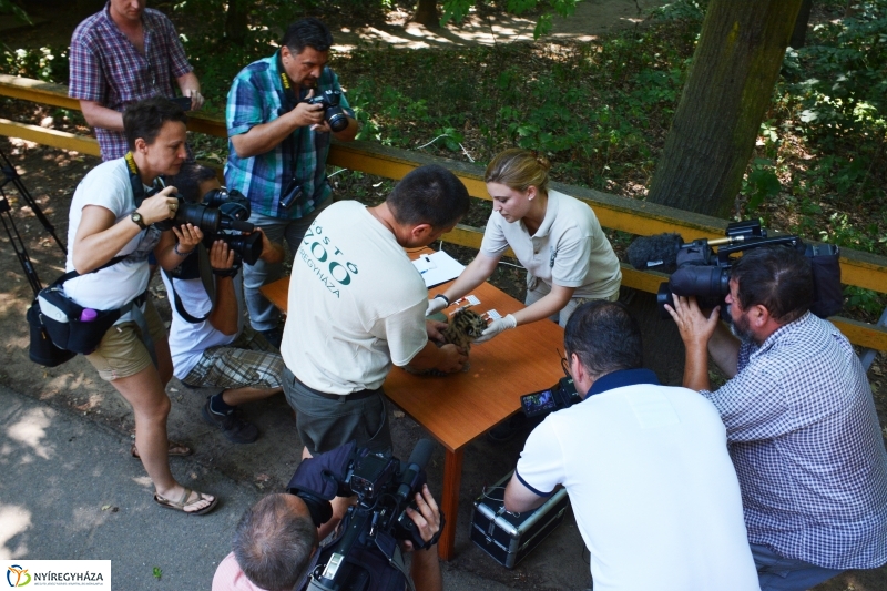 Megérkeztek az Állatpark Celeb Ragadozói 