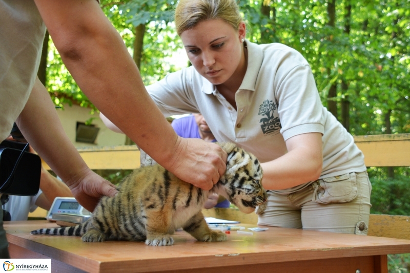 Megérkeztek az Állatpark Celeb Ragadozói 