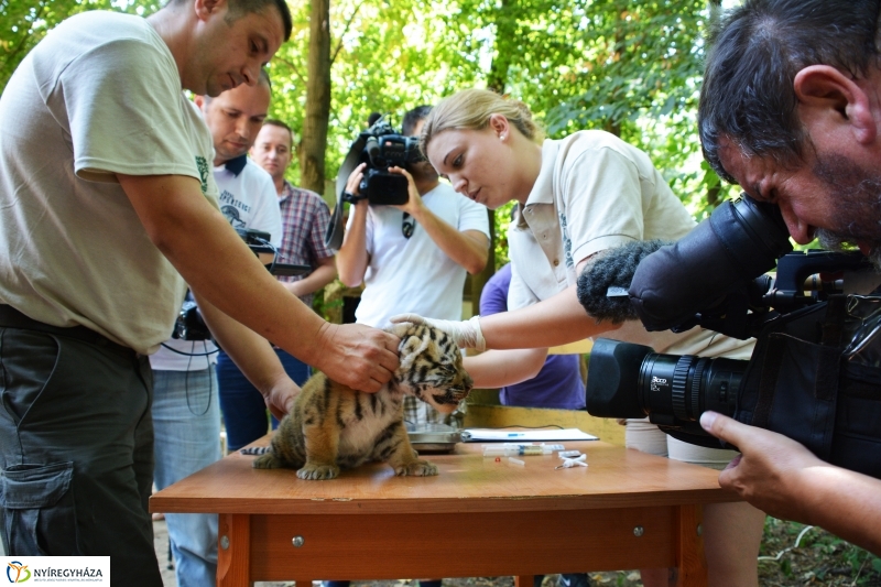 Megérkeztek az Állatpark Celeb Ragadozói 