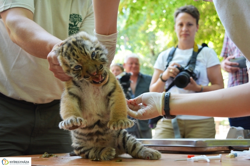 Megérkeztek az Állatpark Celeb Ragadozói 
