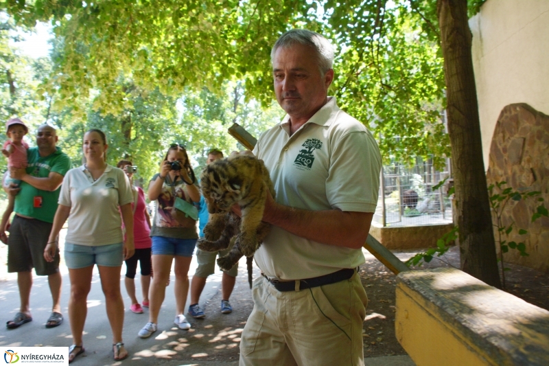 Megérkeztek az Állatpark Celeb Ragadozói 