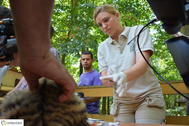 Megérkeztek az Állatpark Celeb Ragadozói 