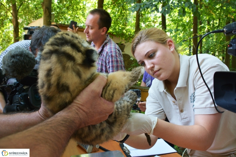 Megérkeztek az Állatpark Celeb Ragadozói 