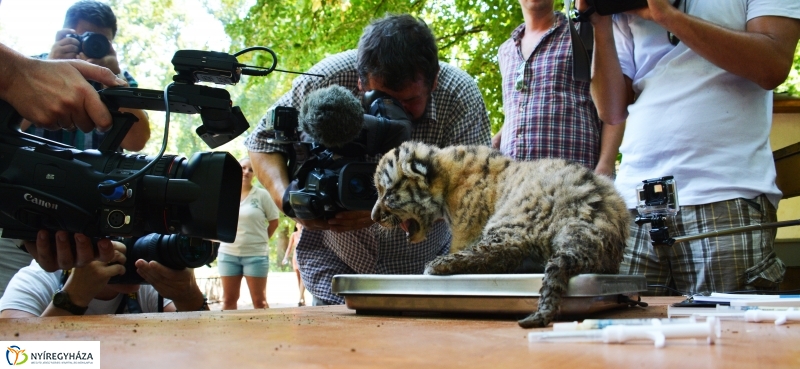 Megérkeztek az Állatpark Celeb Ragadozói 