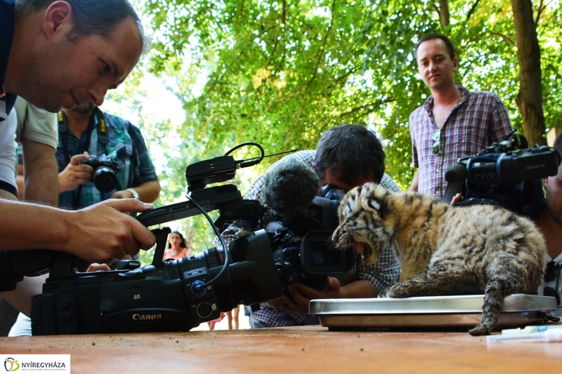 Megérkeztek az Állatpark Celeb Ragadozói 