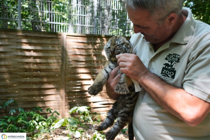 Megérkeztek az Állatpark Celeb Ragadozói 