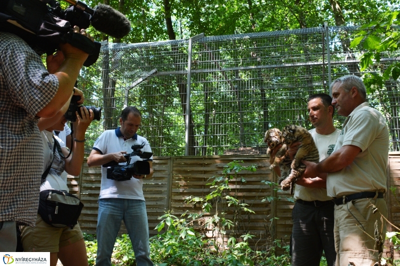 Megérkeztek az Állatpark Celeb Ragadozói 