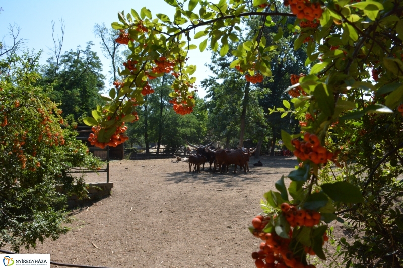 Új jövevény az Állatparkban