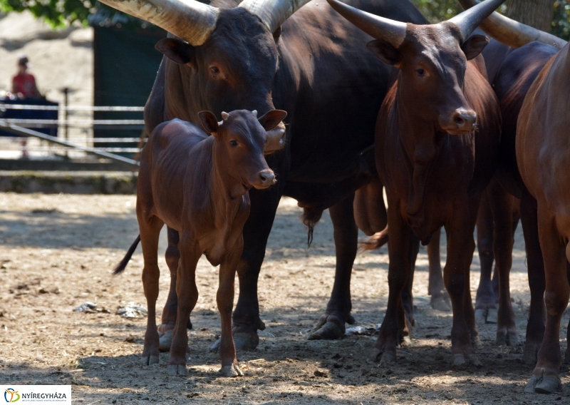 Új jövevény az Állatparkban