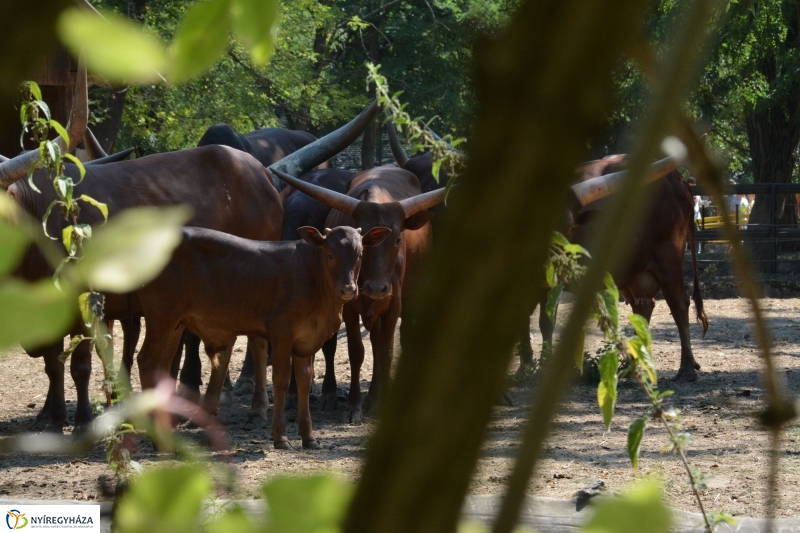 Új jövevény az Állatparkban